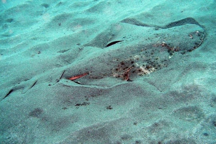 An Angel Shark spotted in our local Marine Reserve, El Cabron!
