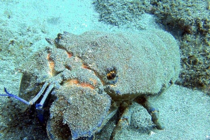 2 Dive Package for Qualified Divers in Gran Canaria