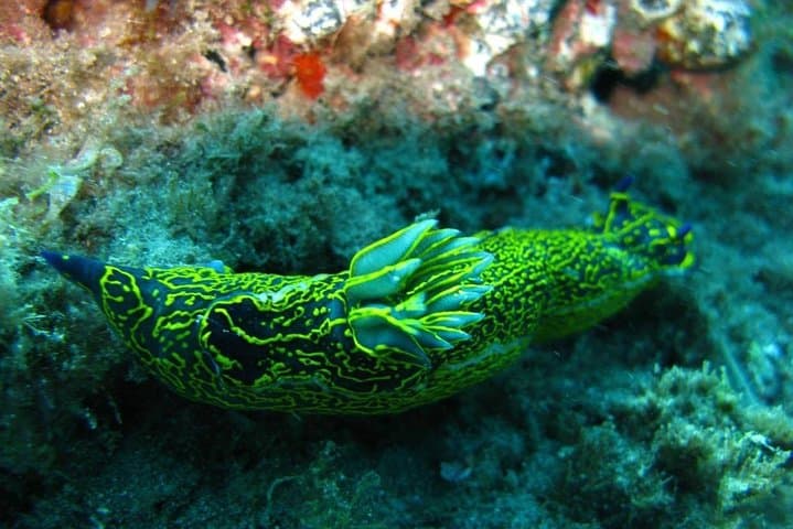 2 Dive Package for Qualified Divers in Gran Canaria