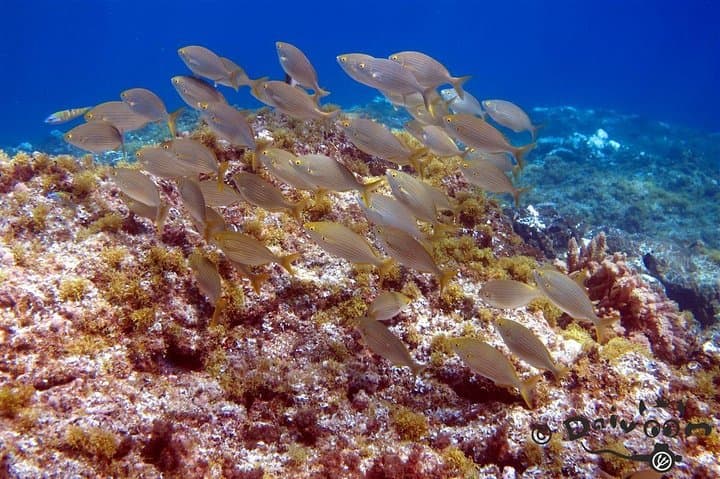 Discover Scuba Diving in Lanzarote (Costa Teguise)