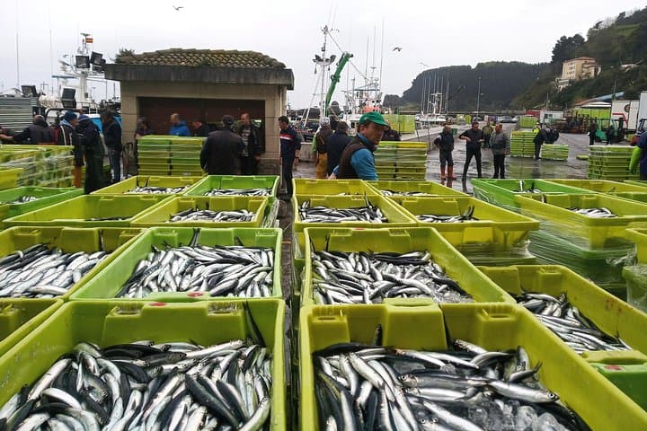 Coast, fish and txakoli wine