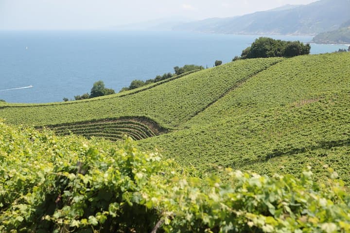 Coast, fish and txakoli wine