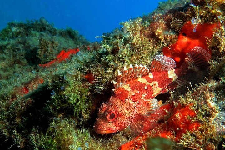 RECREATIONAL DIVE (certified divers only) : Explore Canarian Sealife