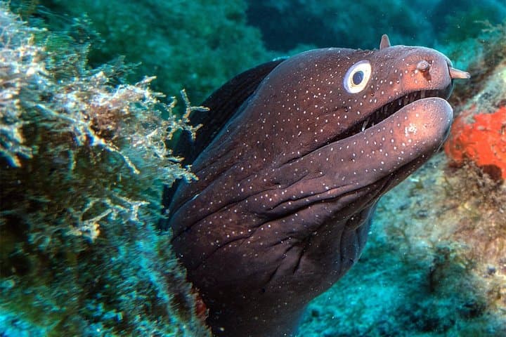 RECREATIONAL DIVE (certified divers only) : Explore Canarian Sealife