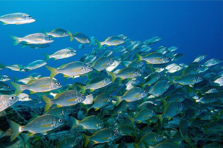RECREATIONAL DIVE (certified divers only) : Explore Canarian Sealife