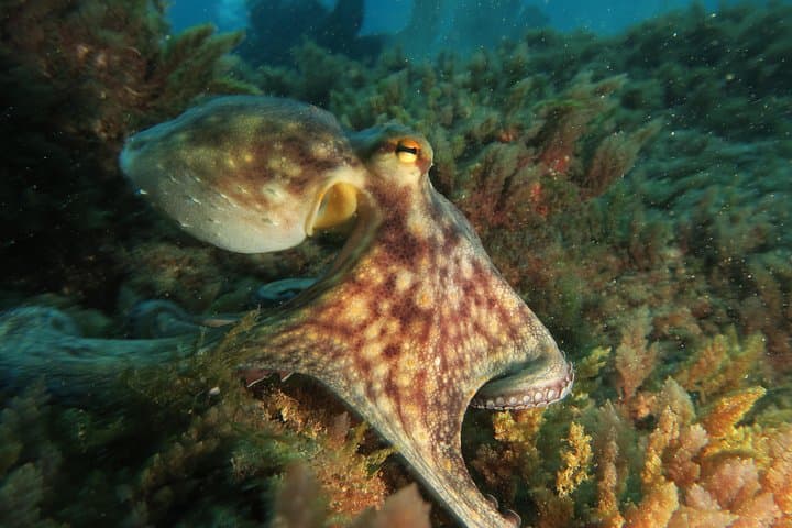 RECREATIONAL DIVE (certified divers only) : Explore Canarian Sealife