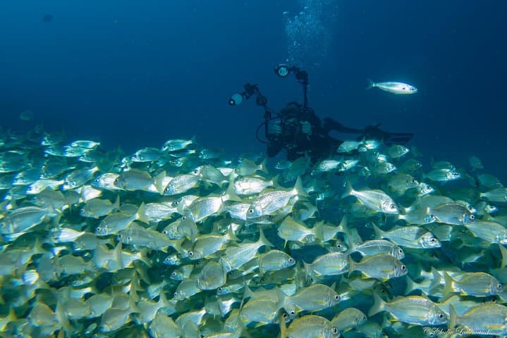 UNDERWATER PHOTOGRAPHY SPECIALITY - Improve your creativity and find your style