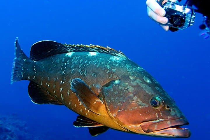 UNDERWATER PHOTOGRAPHY SPECIALITY - Improve your creativity and find your style