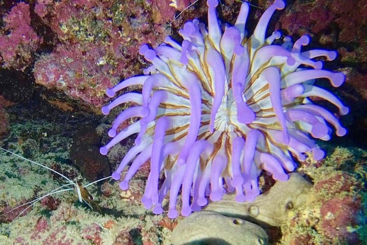 DISCOVER SCUBA DIVING - First step to your certification