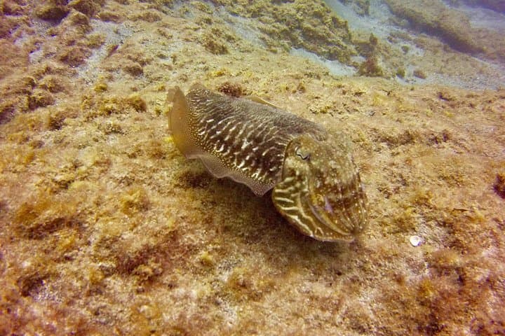 DISCOVER SCUBA DIVING - First step to your certification