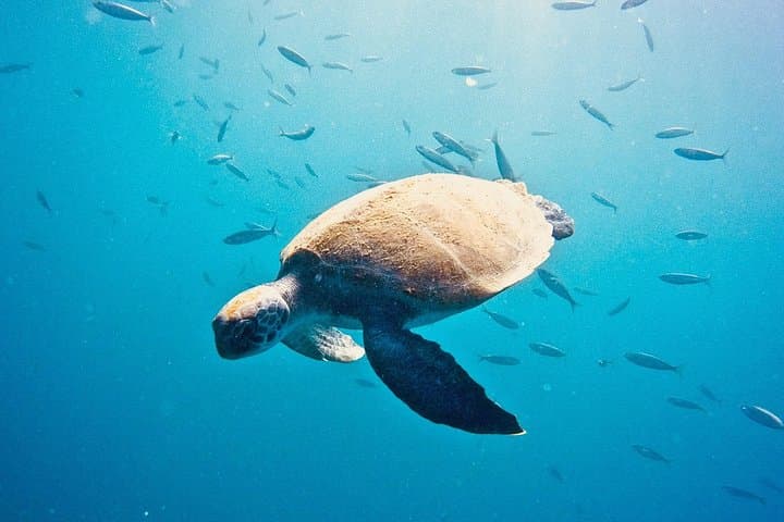 TRY SCUBA DIVING with a Dedicated Instructor