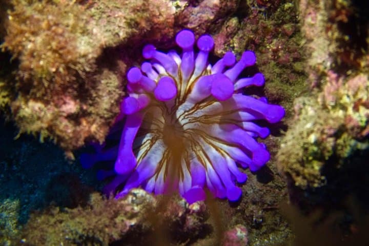 TRY SCUBA DIVING with a Dedicated Instructor