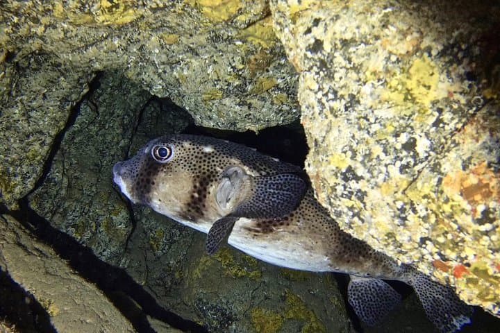TRY SCUBA DIVING with a Dedicated Instructor