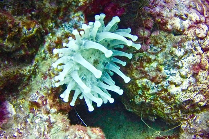 DEEP DIVING SPECIALITY - Discover a new world up to 40m depth !