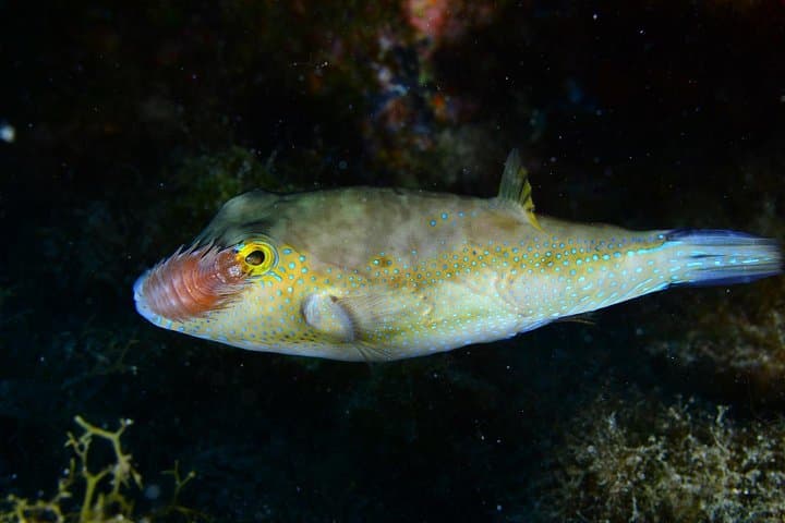 NIGHT DIVING - Dive into the darkness and be moved by its serenity !