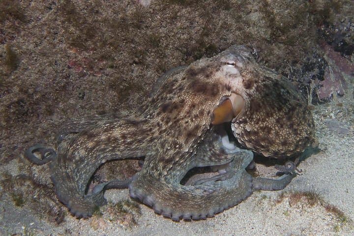NIGHT DIVING - Dive into the darkness and be moved by its serenity !