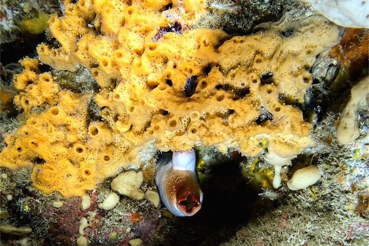 NIGHT DIVING - Dive into the darkness and be moved by its serenity !