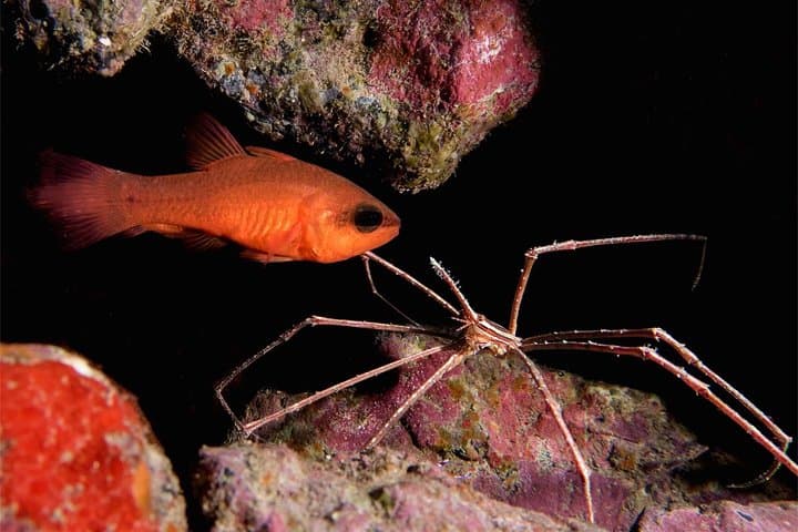 NIGHT DIVING - Dive into the darkness and be moved by its serenity !