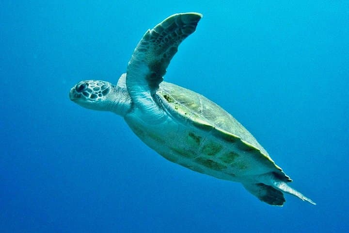 ADVANCED OPEN WATER CERTIFICATION - Improve your scuba diving skills up to 30m !