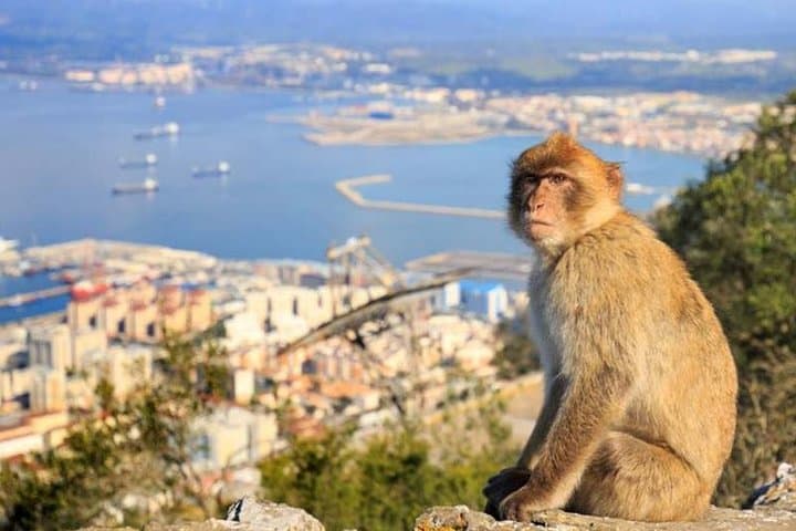 Gibraltar private tour from Seville including the upper rock
