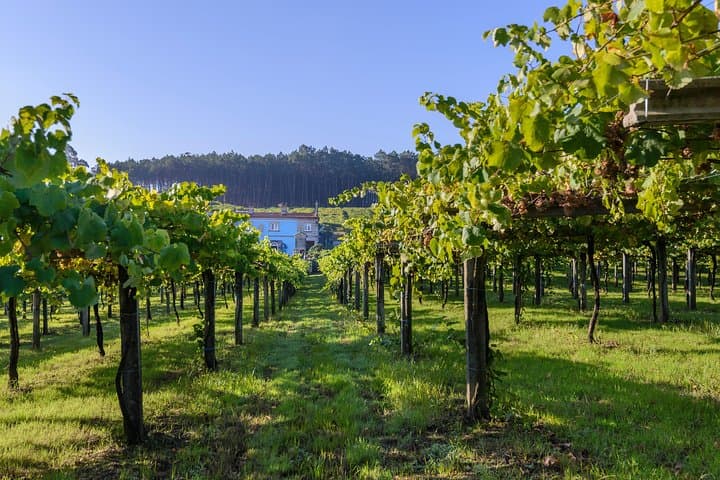 Guided tour of Bodegas Granbazán