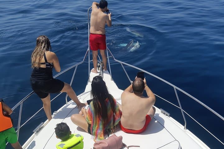 It is time to take a photo. You will never see dolphins so close