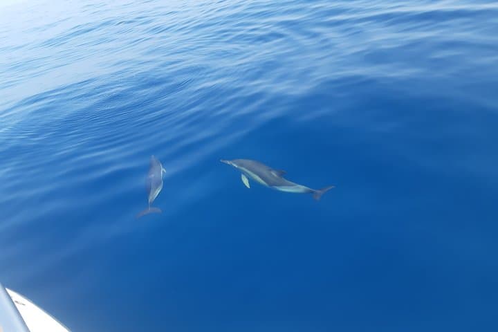 Dolphin watching by boat in Marbella. A young girl and her mother browse our boat