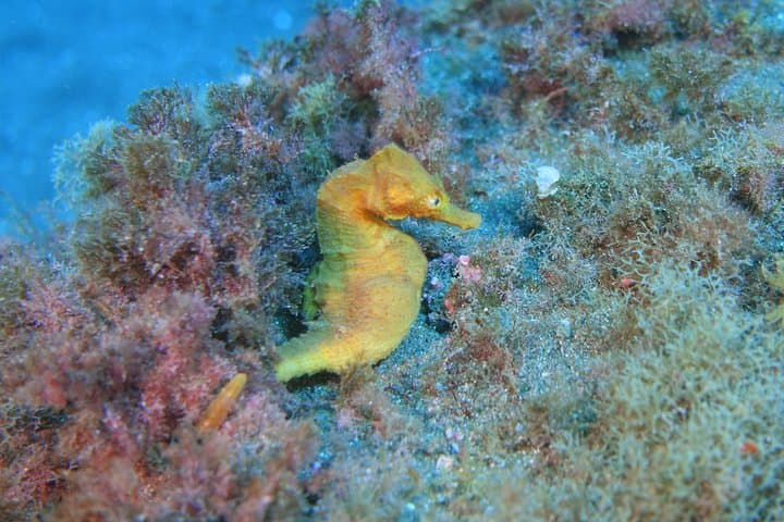 guided Scuba Diving on Tenerife (for certified divers)