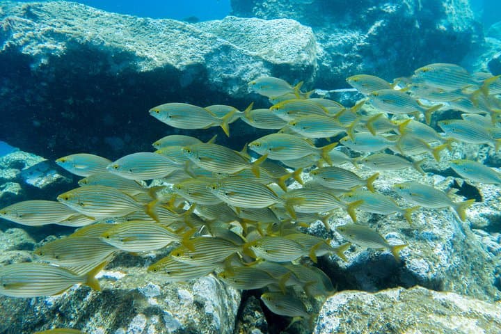 Try Dive - PADI Discover Scuba Diving in Tenerife