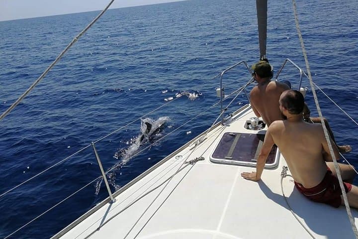 Lovely dolphins