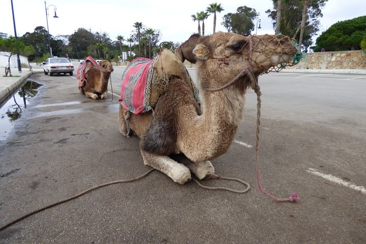 Tangier