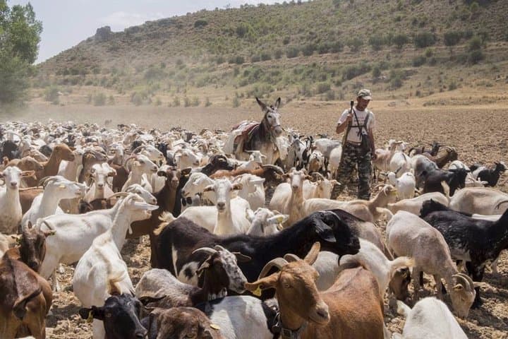 sustainable agriculture