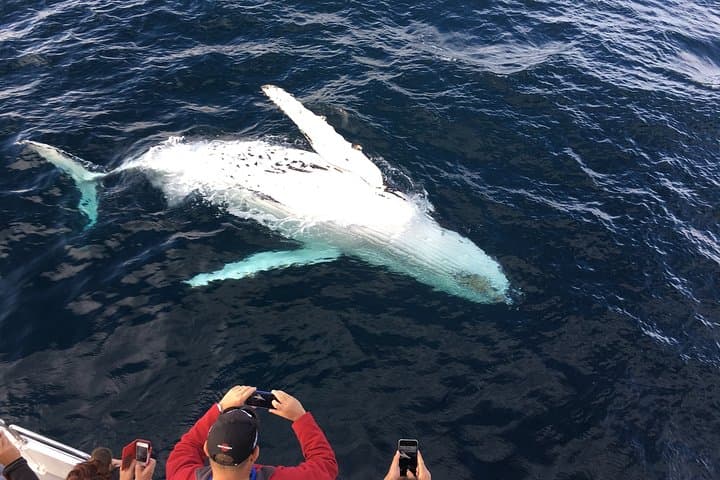 Private tour Fee to see whales and dolphins