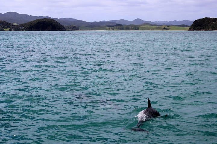 Private tour Fee to see whales and dolphins