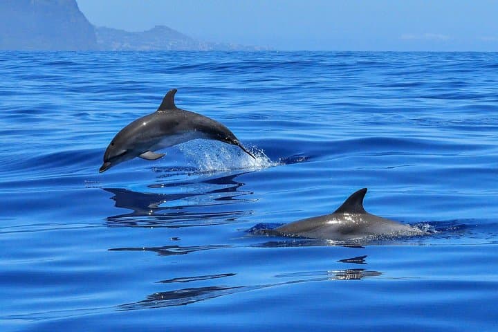 Private tour Fee to see whales and dolphins