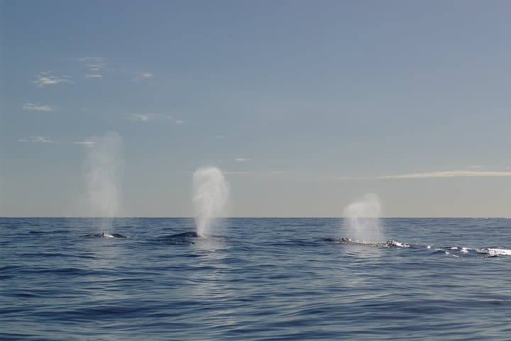 Private tour Fee to see whales and dolphins