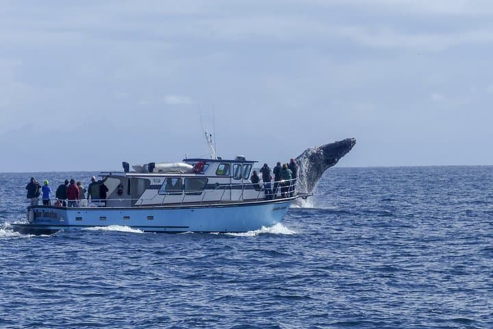 Private tour Fee to see whales and dolphins