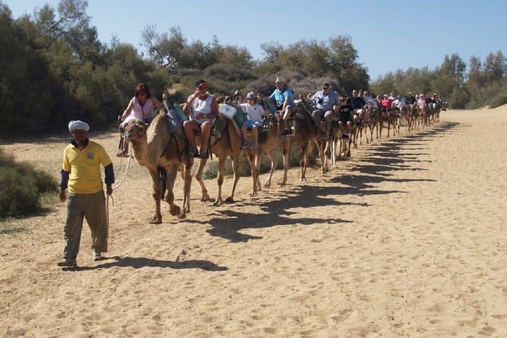 Camel Tour Maspalomas
