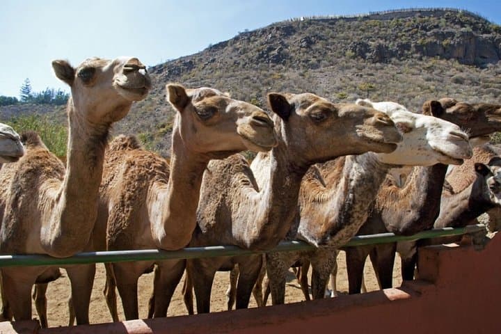 Gran Canaria Camel Tour