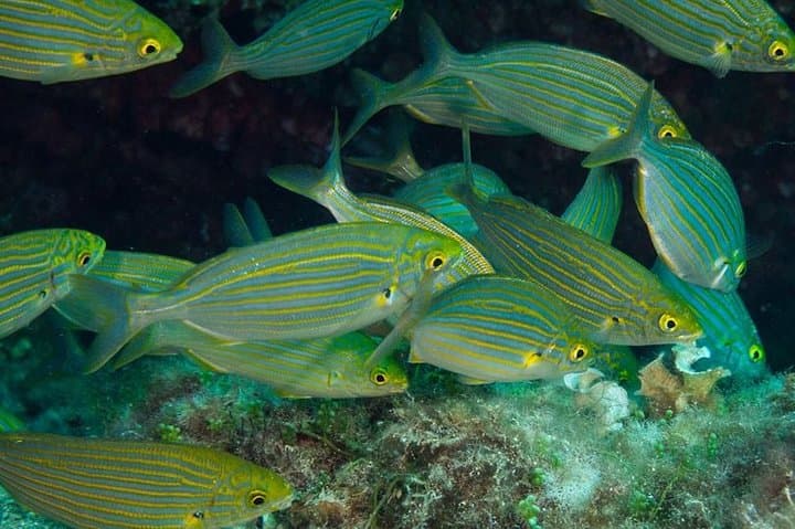 Mallorca: Discover Scuba Diving from the Beach