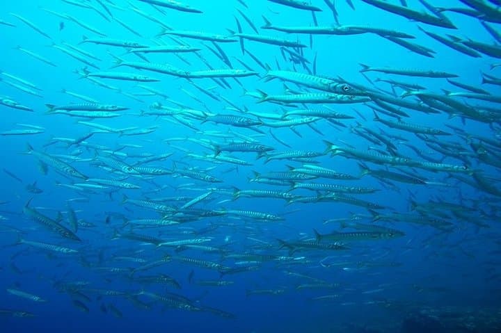 Mallorca: Discover Scuba Diving from the Boat