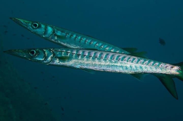 Mallorca: Discover Scuba Diving from the Boat