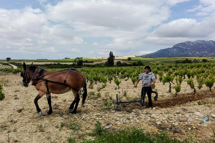 Rioja Uncorked: Private Wine Experience from San Sebastián