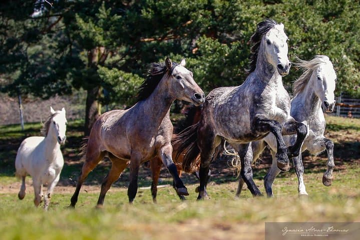 Equestrian Photography Class