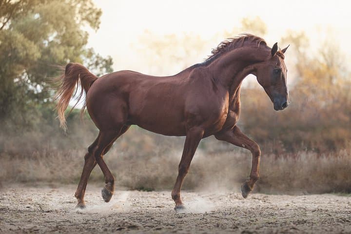 Equestrian Photography Class