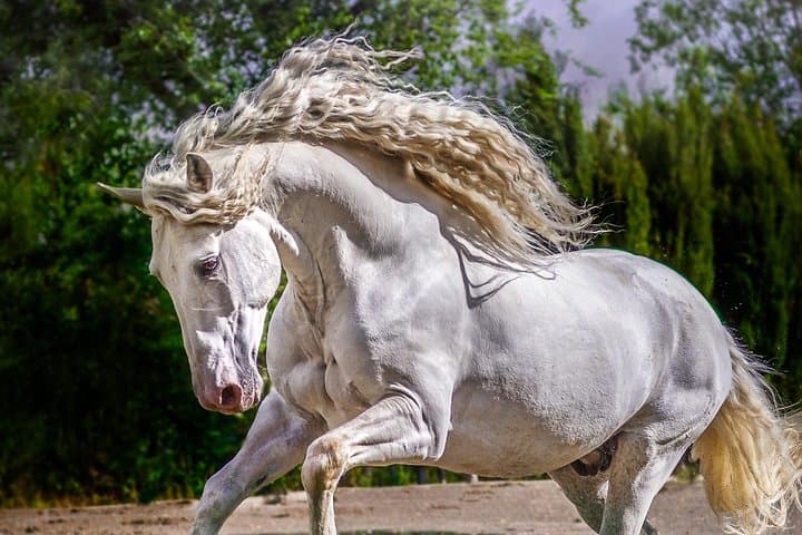 Equestrian Photography Class