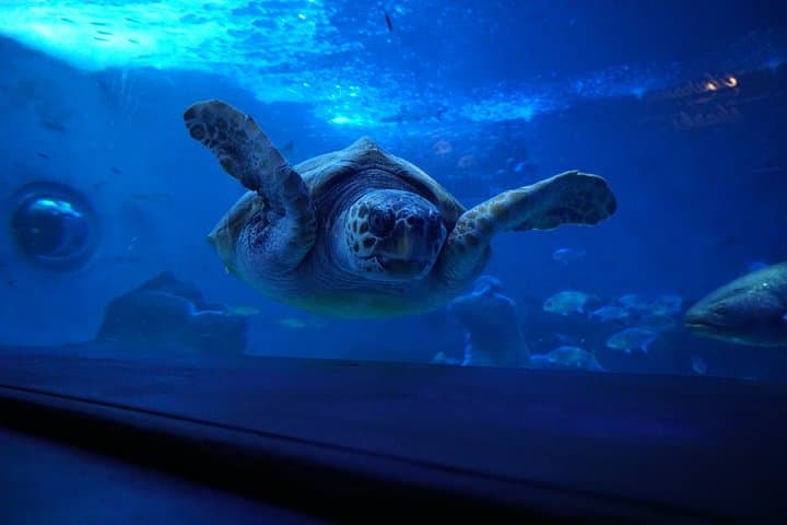 Seville Aquarium Admission Ticket
