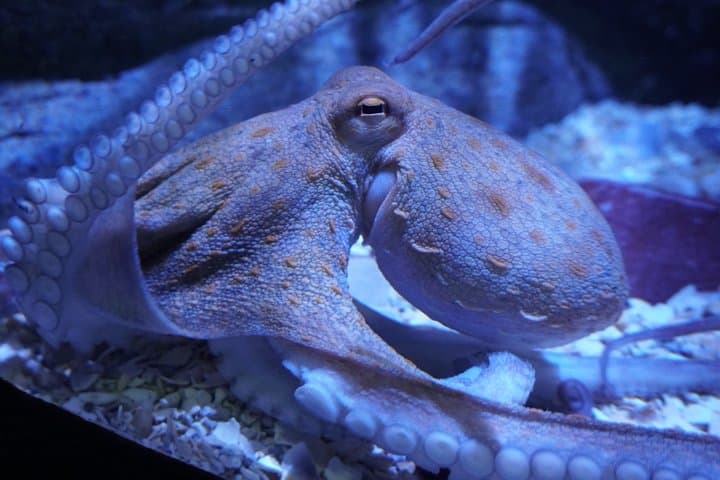 Seville Aquarium Admission Ticket