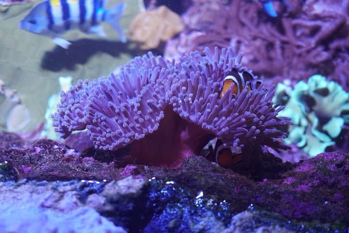 Seville Aquarium Admission Ticket