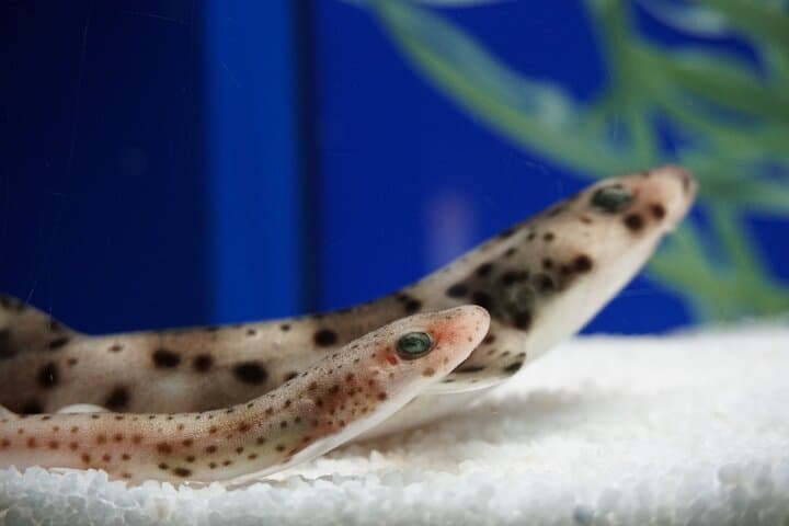 Seville Aquarium Admission Ticket